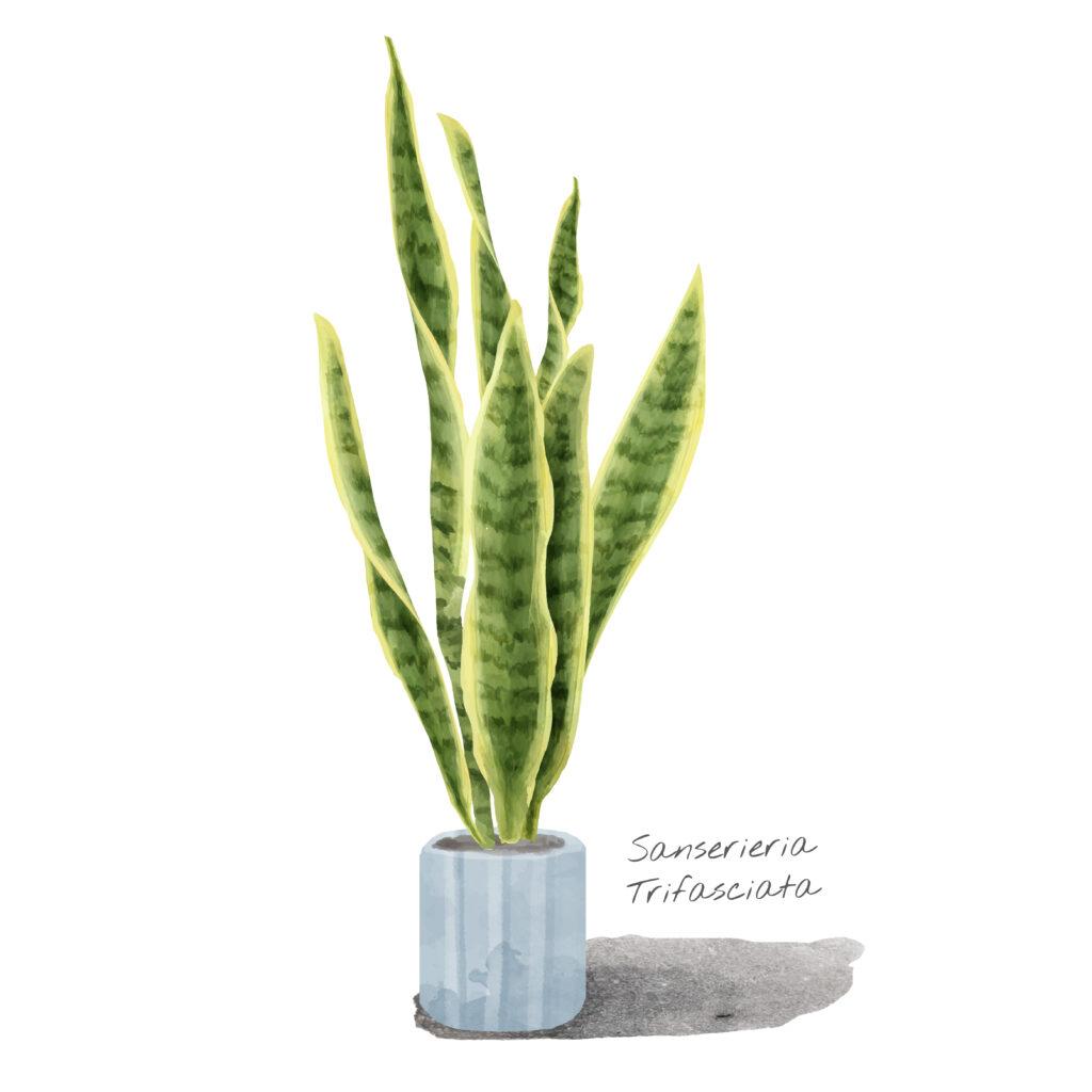 Artificial Snake Plants