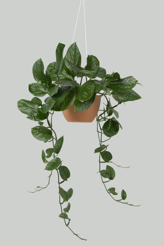 Artificially plants Hanging Pothos plant on gray