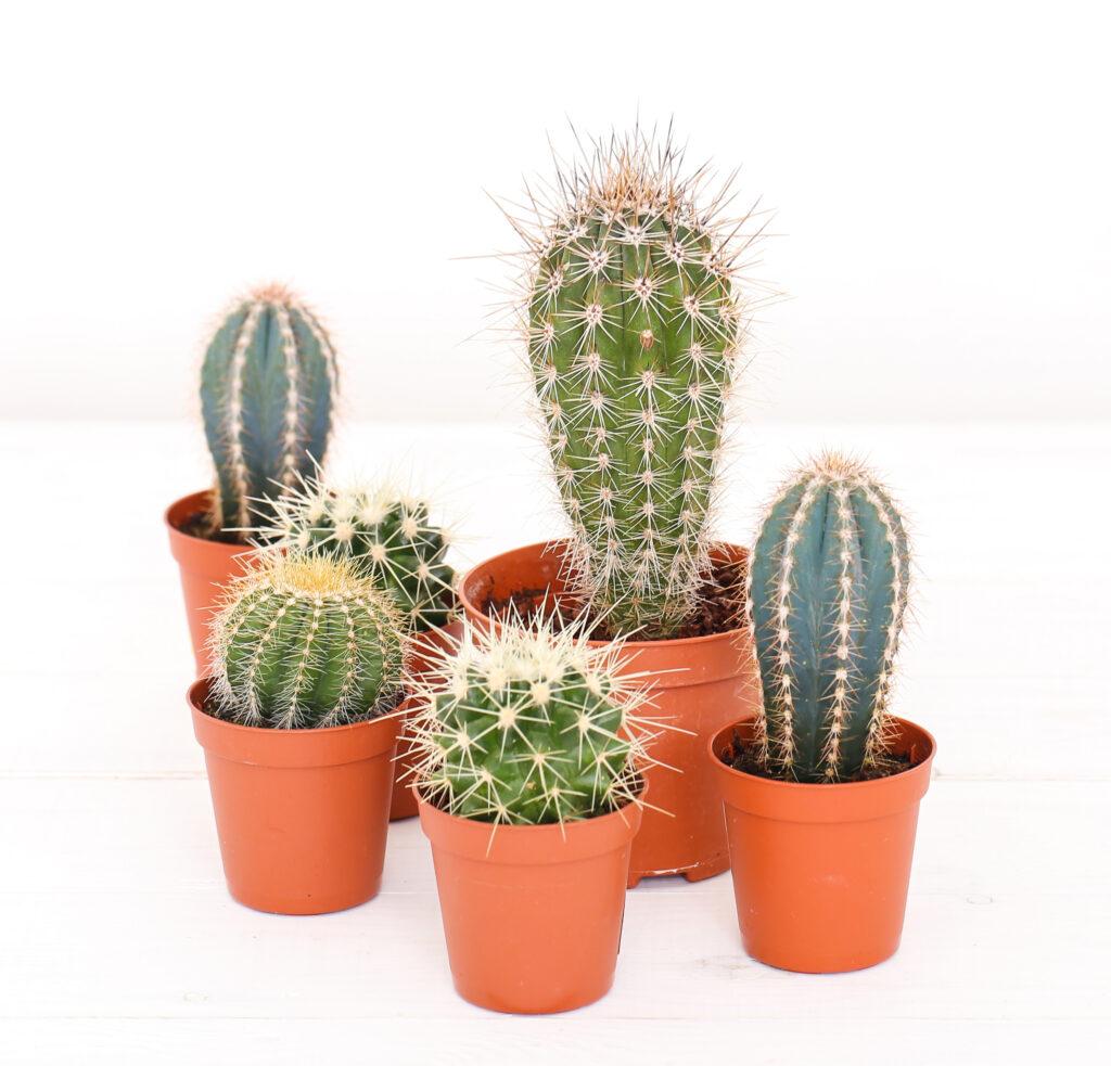 Artificial Cactus Plants