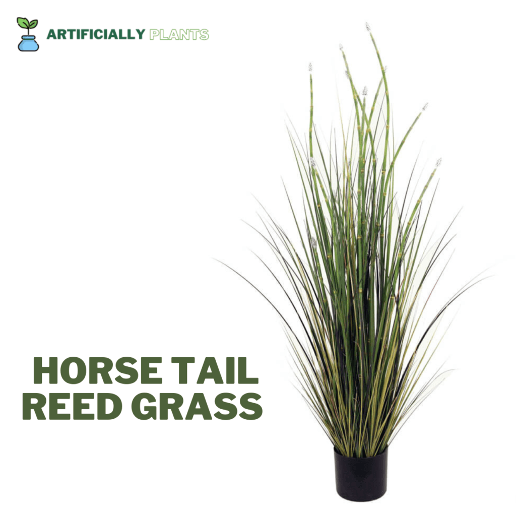 Horse Tail Reed Grass