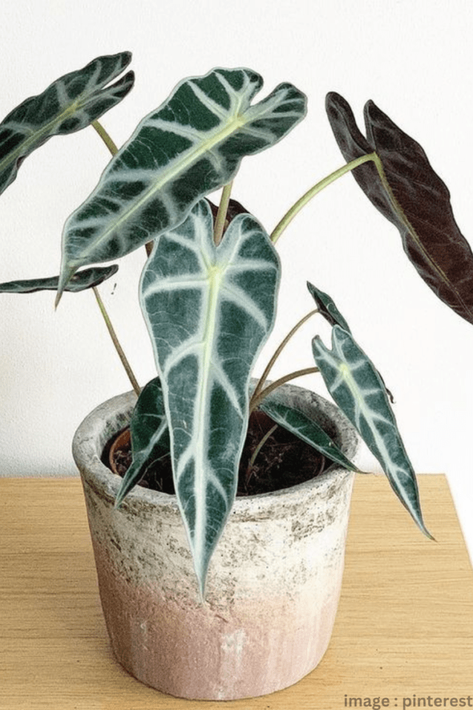 Alocasia 'Bambino' Plant