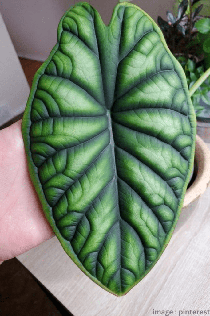 Alocasia 'Dragon Scale' plant