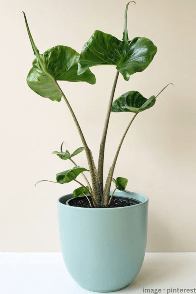 Alocasia 'Stingray' Plant