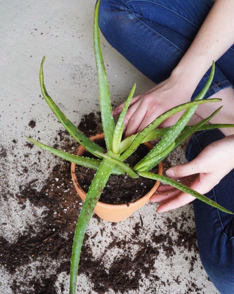 How to Grow and Take Best Care of Aloe Vera Plants