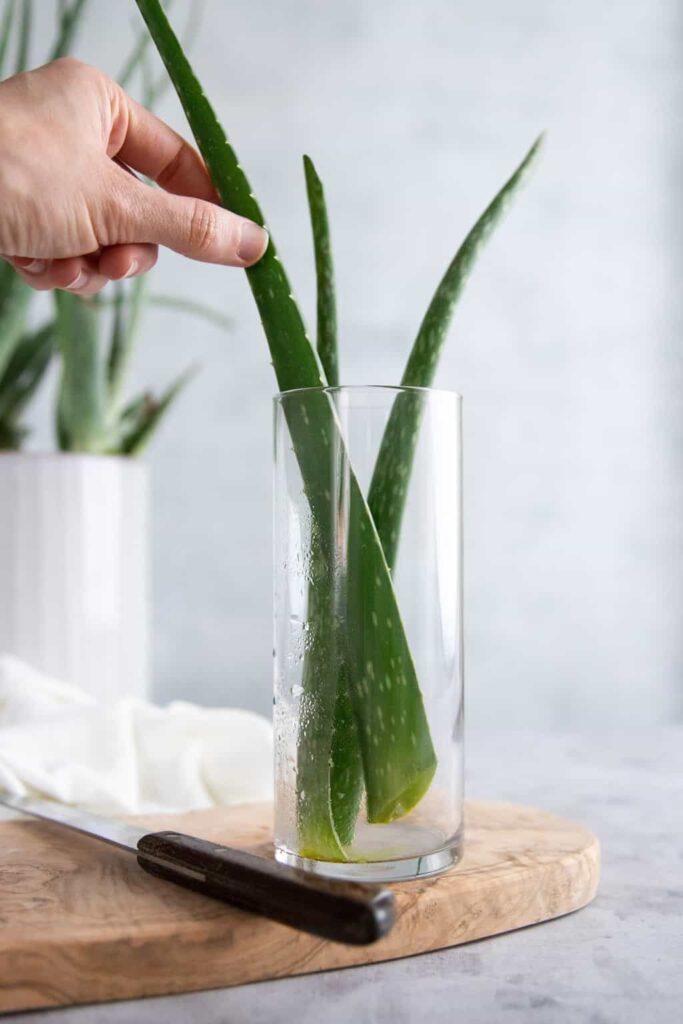 How to Grow and Take Best Care of Aloe Vera Plants