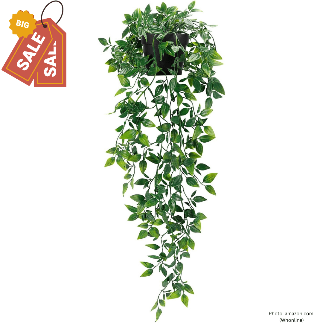 10 Best Hanging Plants For Your Home 2023 In Usa
