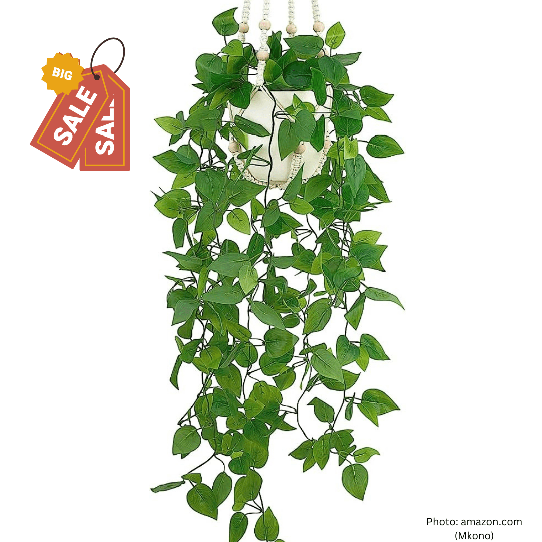 10 Best Hanging Plants for Your Home 2023 in USA