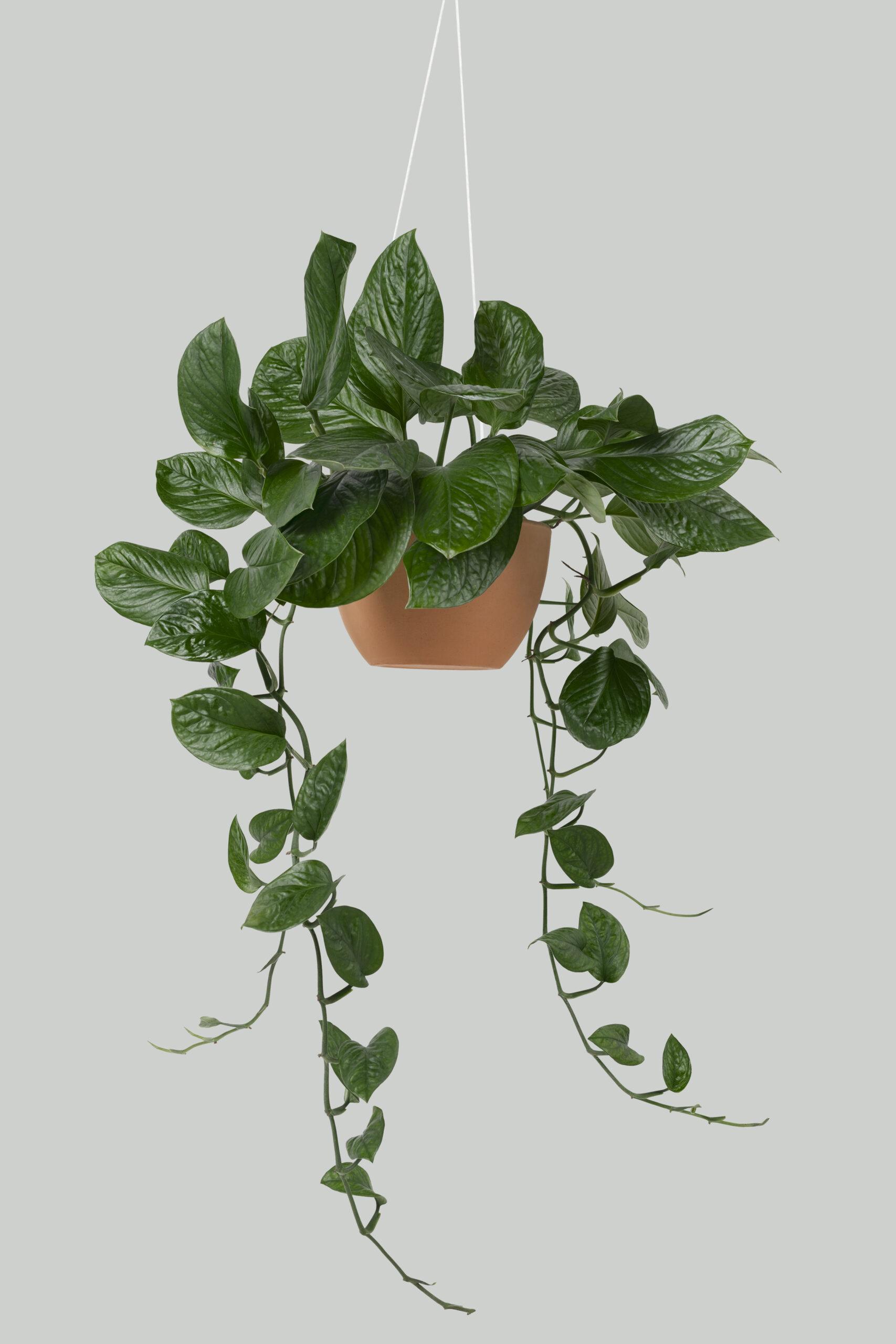 Hanging Pothos plant on gray