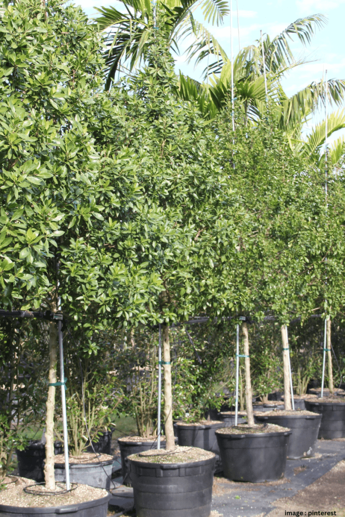 Ban on Conocarpus Plant