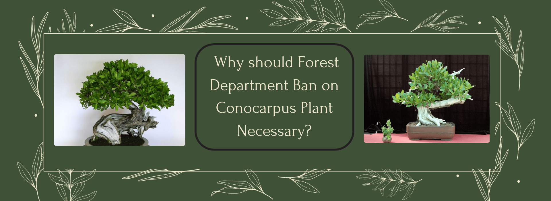 Ban on Conocarpus Plant