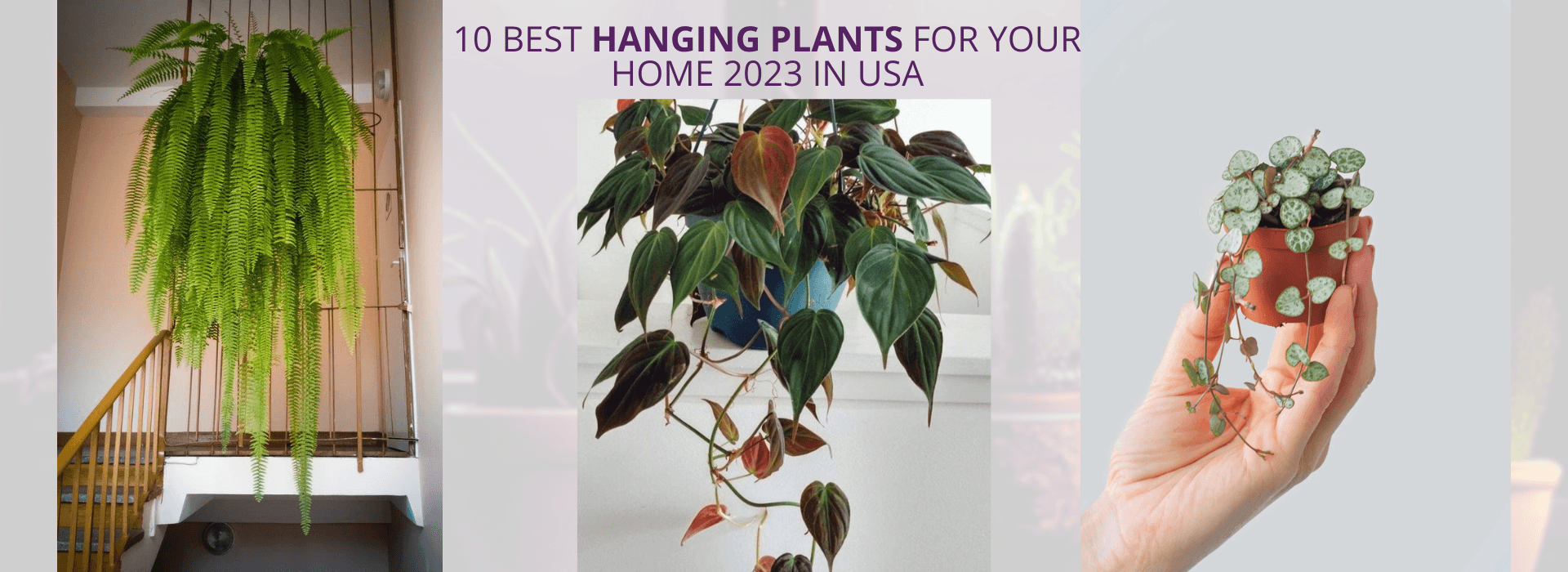 Best Hanging Plants for Your Home 2023 in USA
