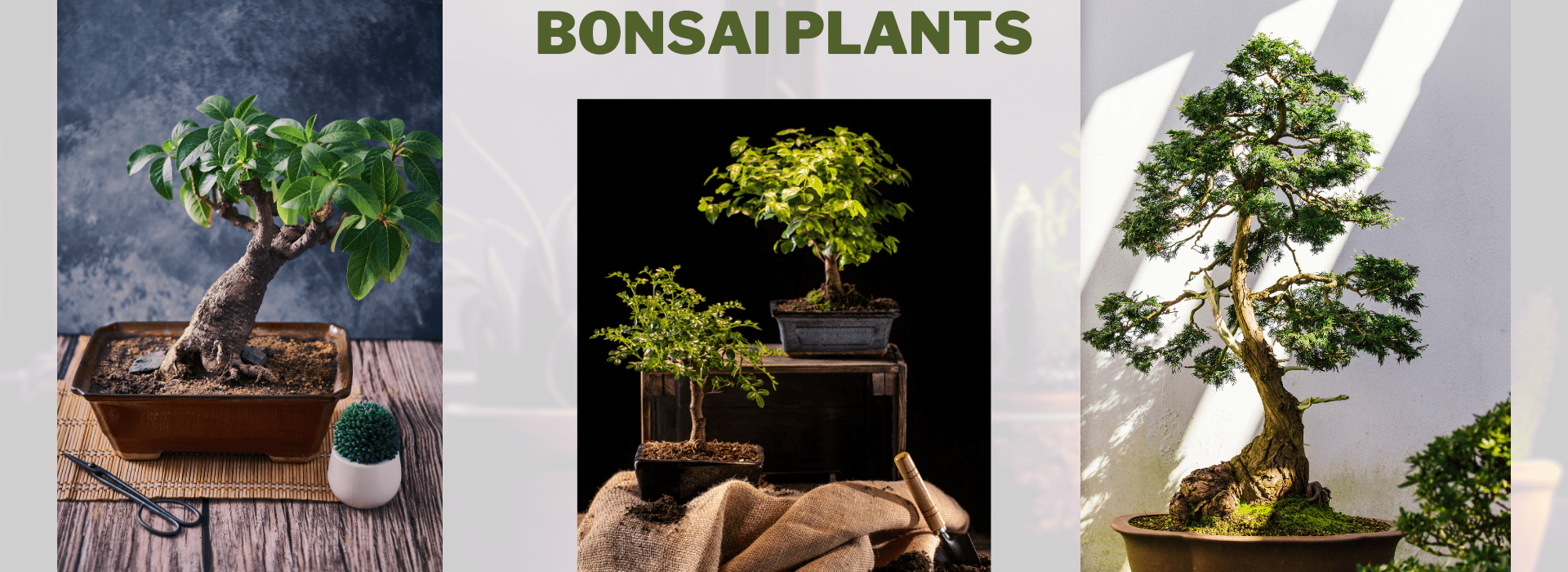 What is the Best Bonsai Plants?