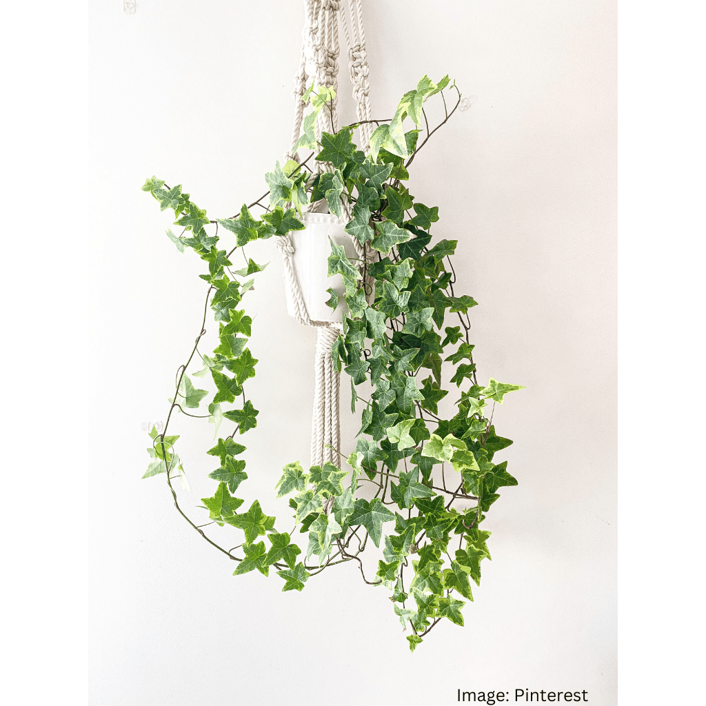 English Ivy Create a Green Wall