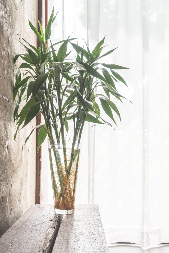Faux Bamboo Plants
