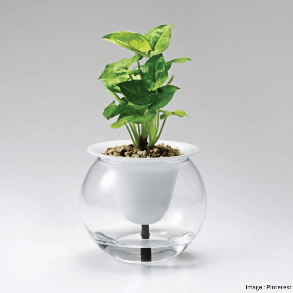 self watering plant pot