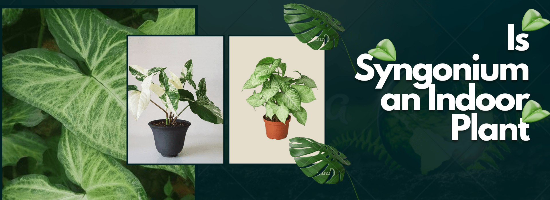 Is Syngonium an Indoor Plant