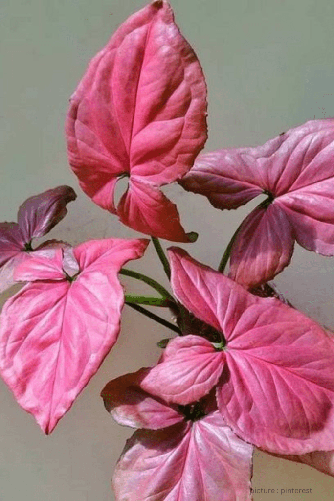 Is Pink Syngonium an Indoor Plant