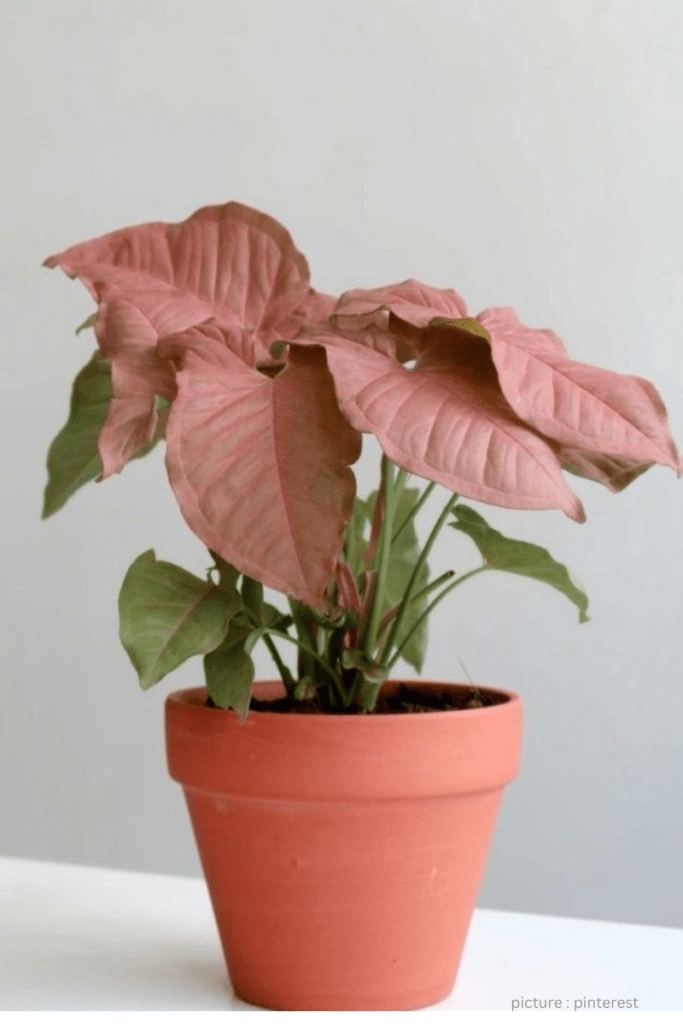 Is Pink Syngonium an Indoor Plant