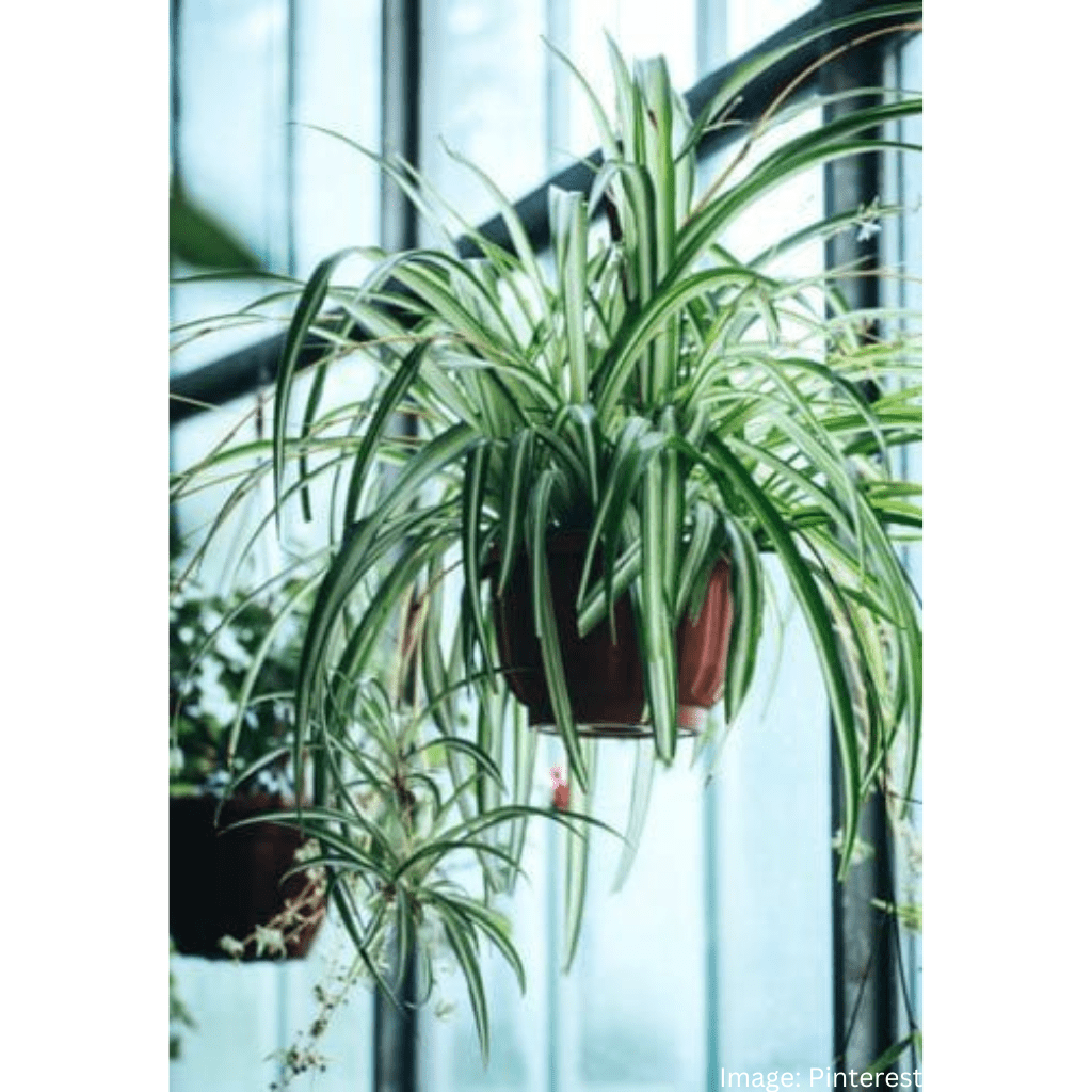 Spider Plant Nature's Air Purifier