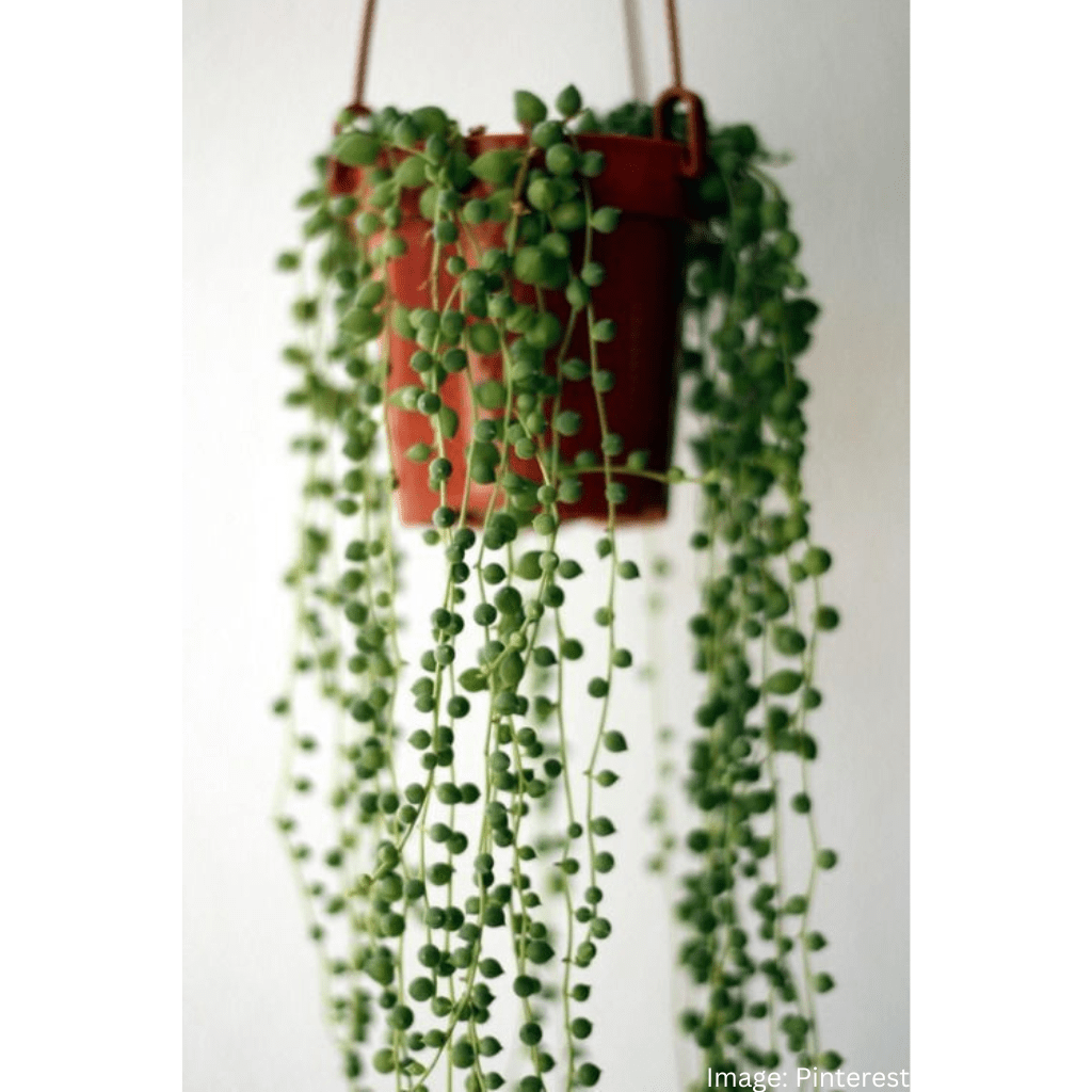 String of Pearls A Unique Beauty