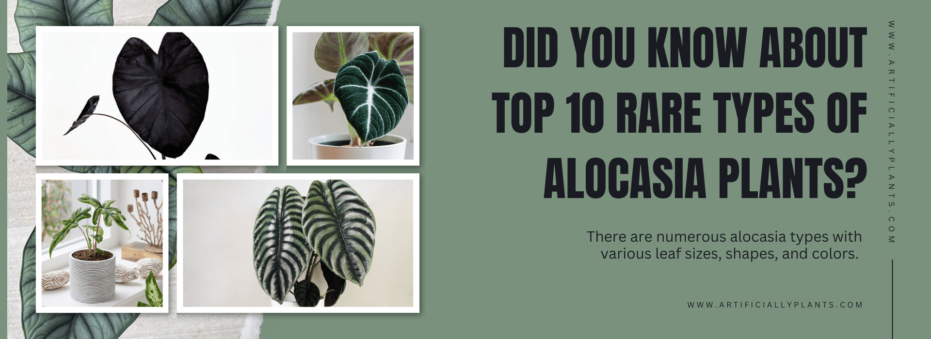Types of Alocasia Plants