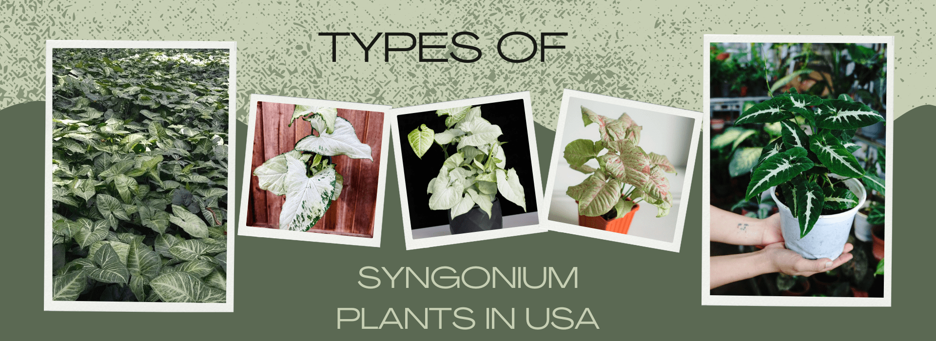 Types of Syngonium Plants