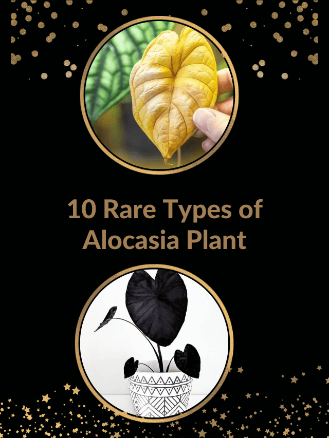 10 Rare Types of Alocasia Plant