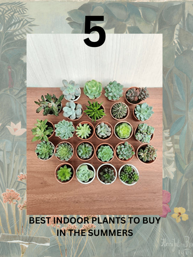 5 BEST INDOOR PLANTS TO BUY IN THE SUMMERS