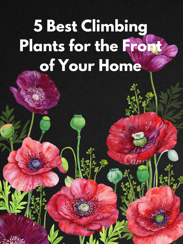 cropped-5-Best-Climbing-Plants-for-the-Front-of-Your-Home.png