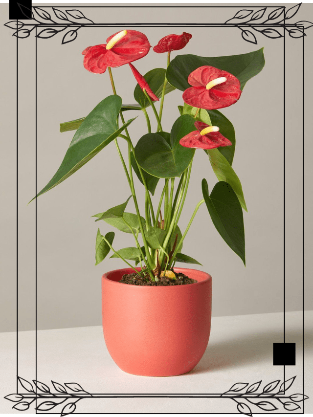 5 Easy Tips to Get More Blooms in Anthurium