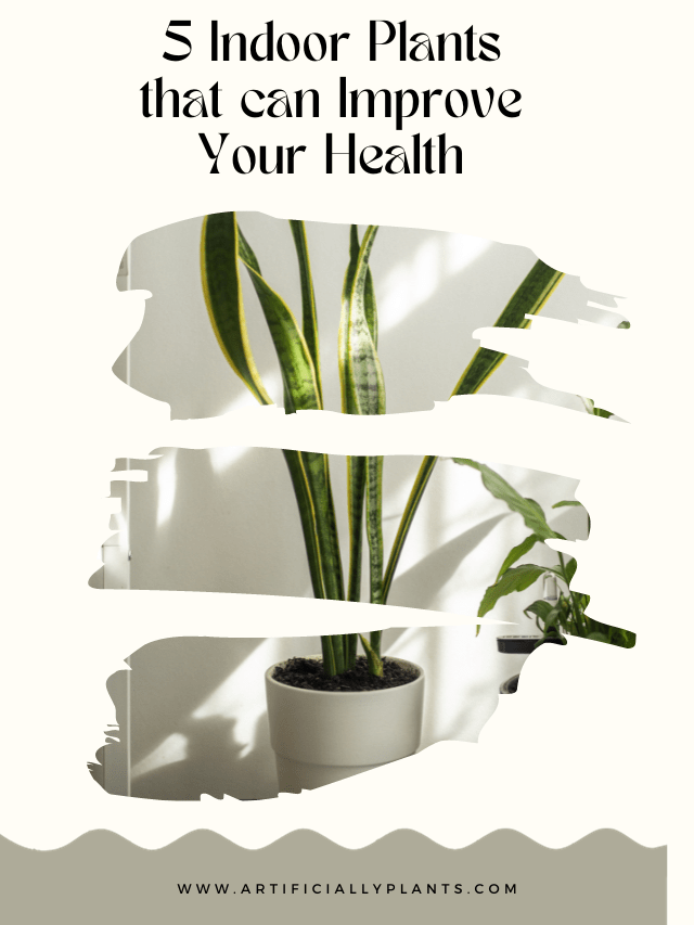 5 Indoor Plants that can Improve Your Health