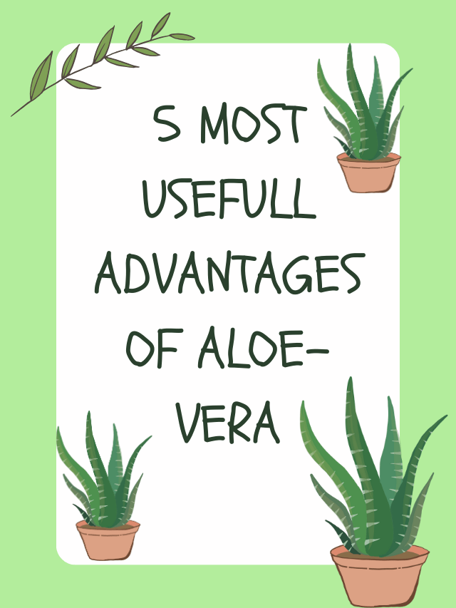 5 MOST USEFULL ADVANTAGES OF ALOE VERA