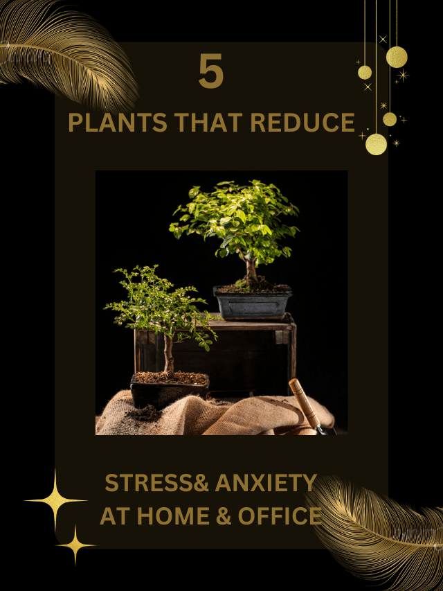 5 PLANTS THAT REDUCE STRESS AND ANXIETY AT HOME AND OFFICE