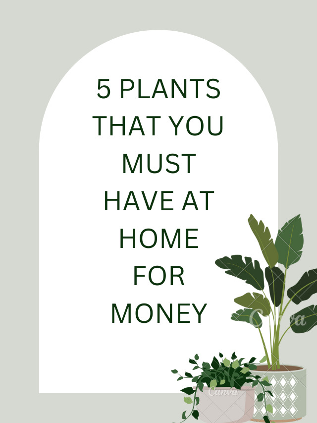 5 PLANTS THAT YOU MUST HAVE AT HOME FOR MONEY