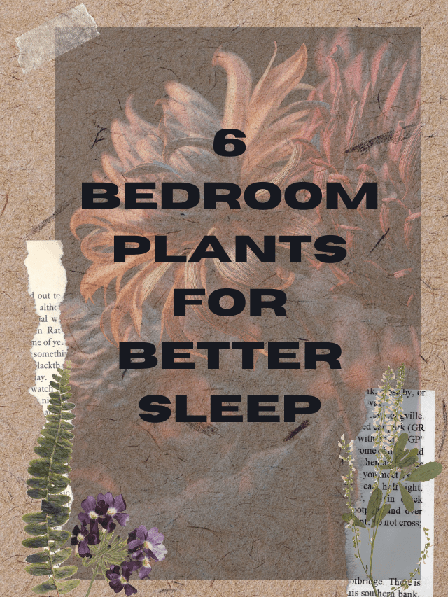 6 BEDROOM PLANTS FOR BETTER SLEEP