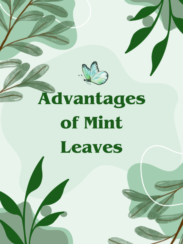 Advantages of Mint Leaves