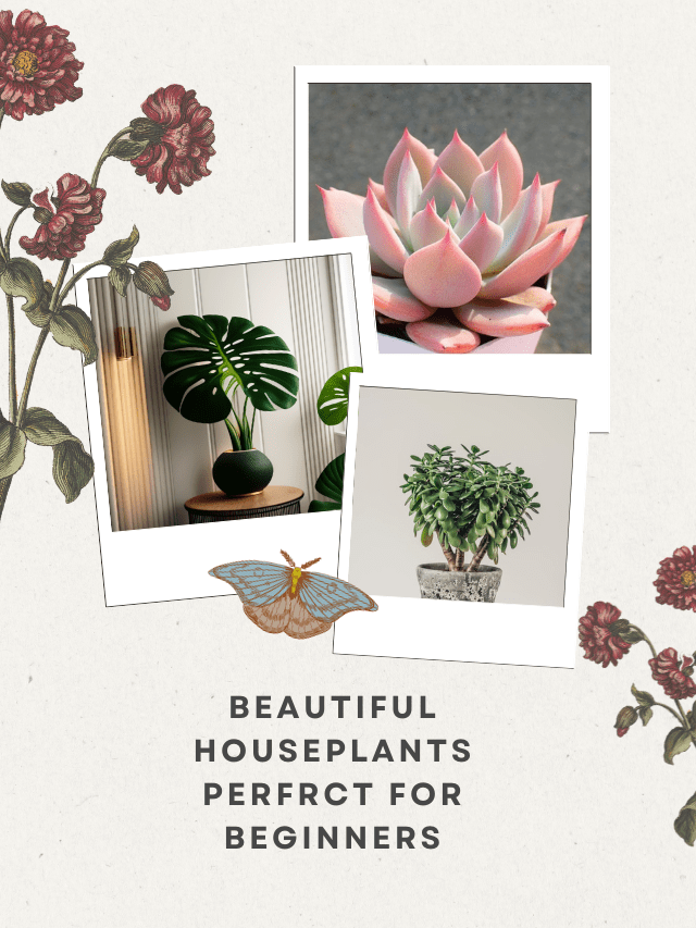 BEAUTIFUL HOUSEPLANTS PERFRCT FOR BEGINNERS