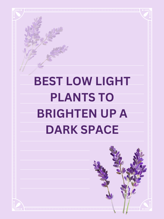 BEST LOW LIGHT PLANTS TO BRIGHTEN UP A DARK SPACE