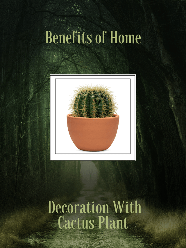 Benefits of Home Decoration With Cactus Plant