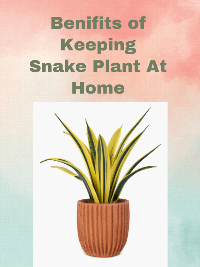 Benifits of Keeping Snake Plant At Home