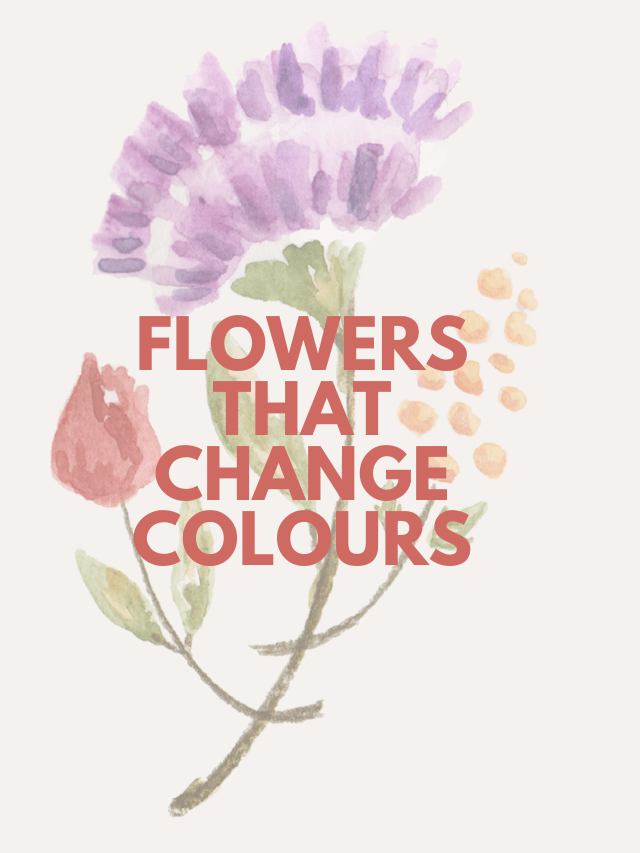 FLOWERS THAT CHANGE COLOURS