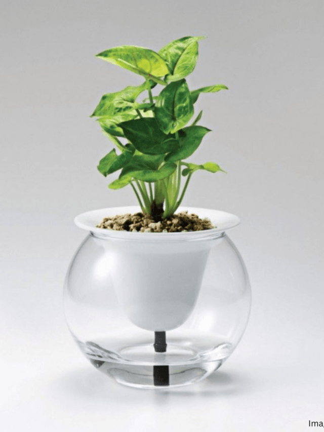 self watering plant pot