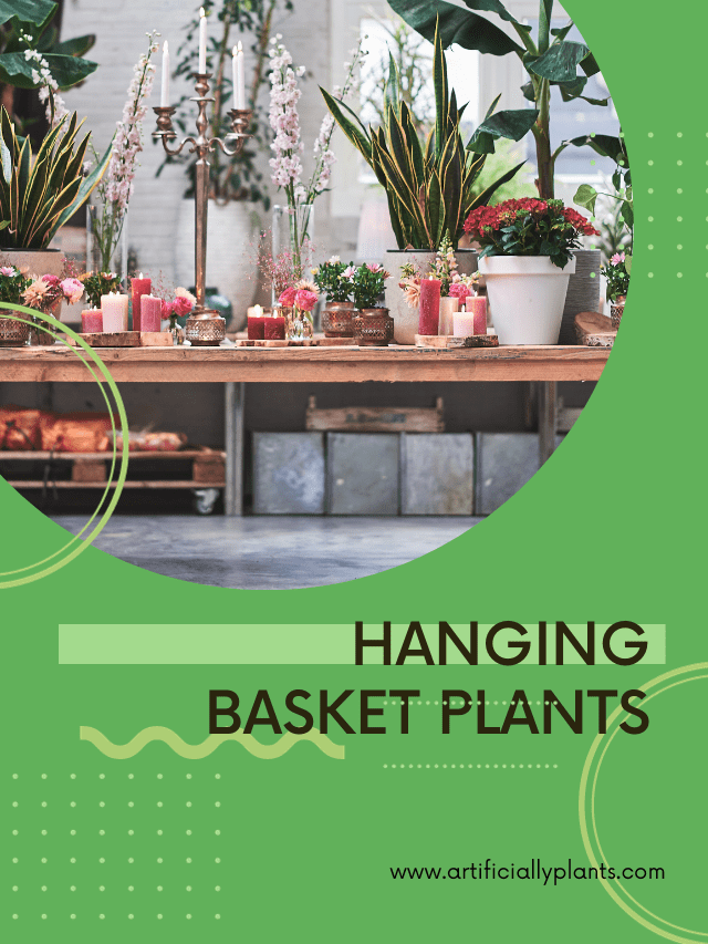 Hanging Basket Plants