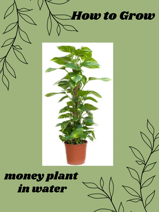 How to Grow Money Plants in Water