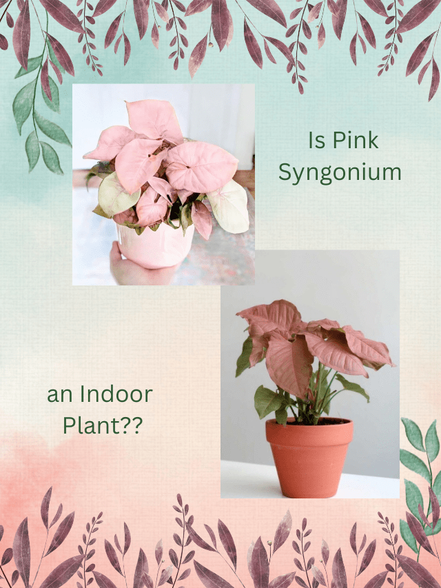 Is Pink Syngonium an Indoor Plant (1)