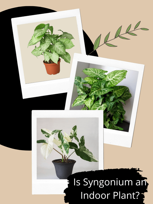 cropped-Is-Syngonium-an-Indoor-Plant-2.png