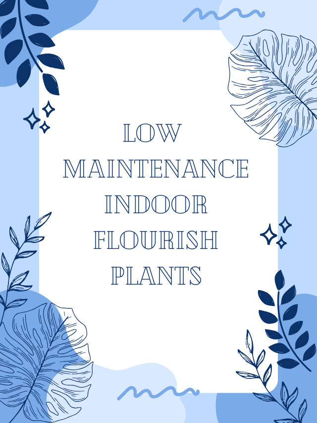 Low maintenance indoor flourish Plants