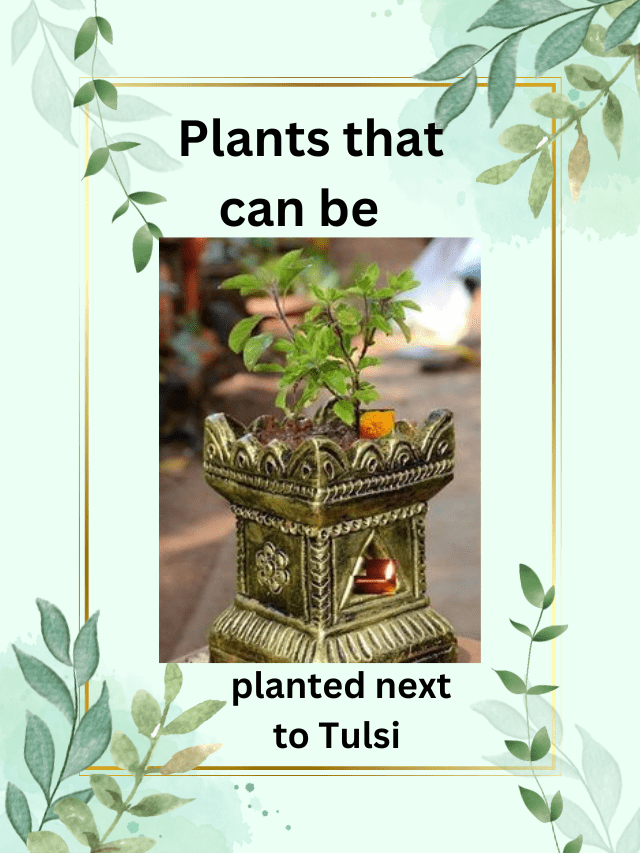 Plants that can be planted next to Tulsi