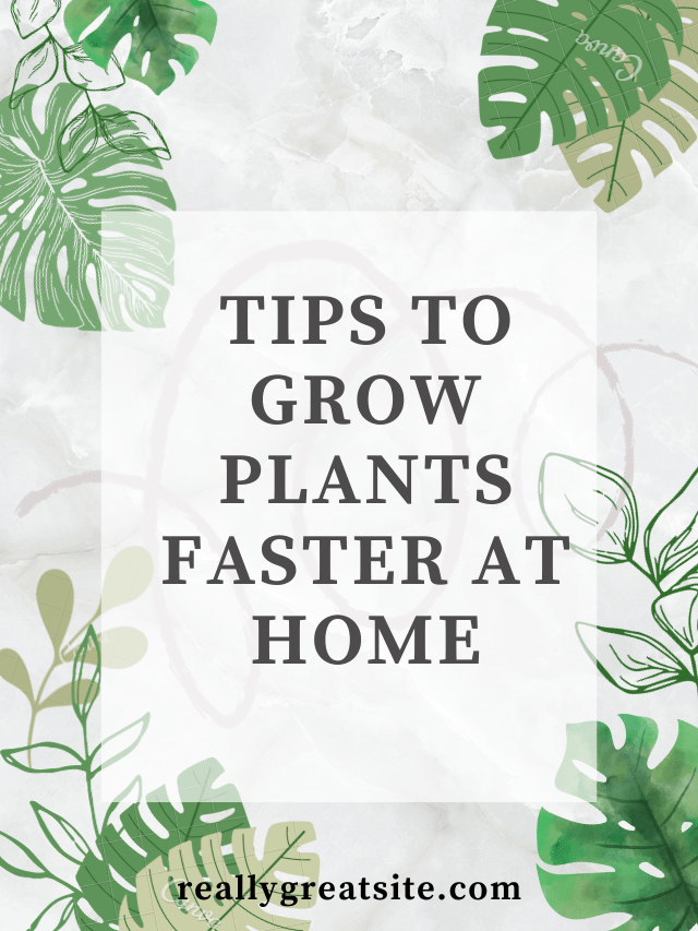 TIPS TO GROW PLANTS FASTER AT HOME