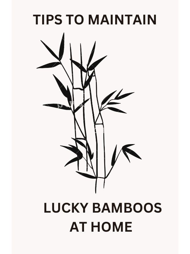 TIPS TO MAINTAIN LUCKY BAMBOOS AT HOME